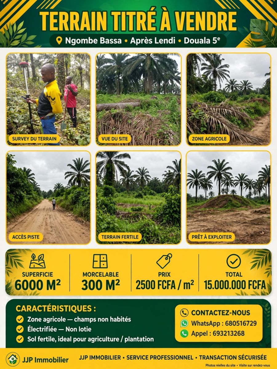 JJP immobilier