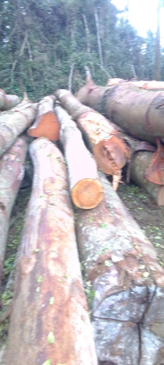Stock de bois en Grumes