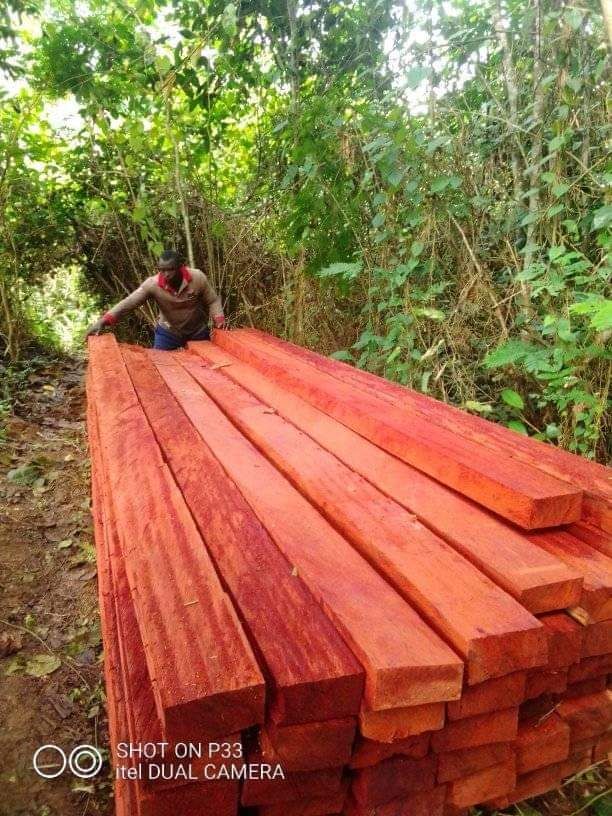 Les bois export en padouk doussier