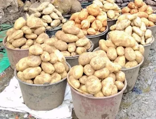 Pommes de terre