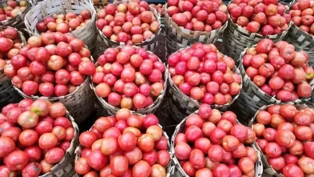 Tomate