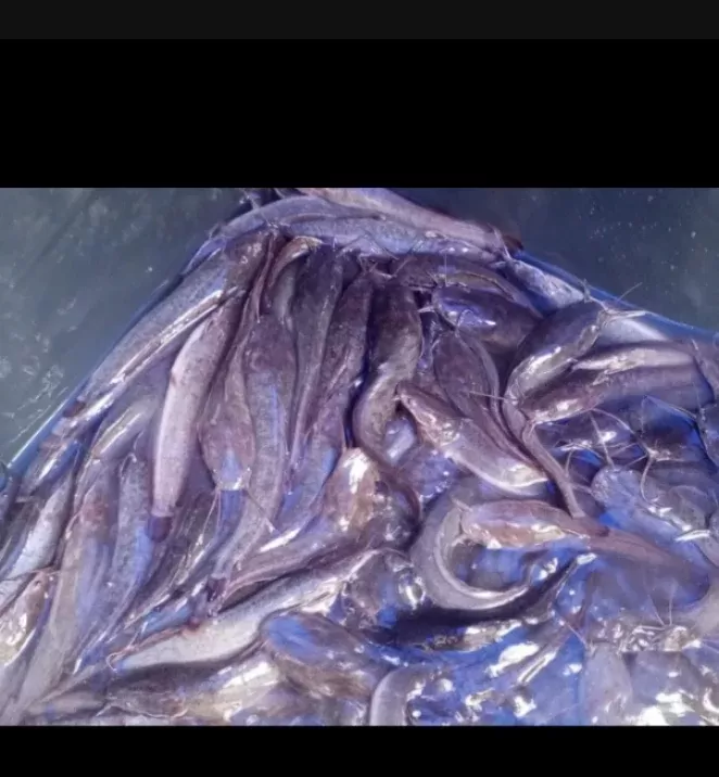 Copie de Poissons silures