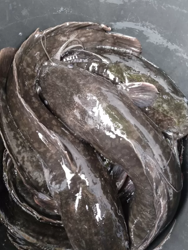 Poissons d'eau douce