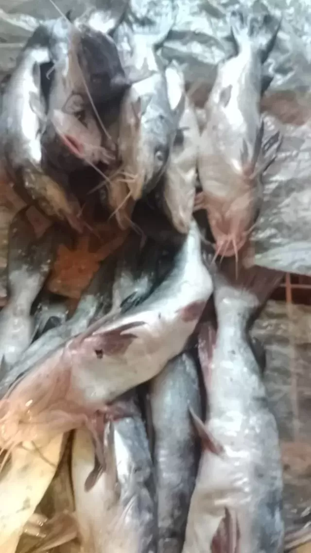 Poissons frais en kg